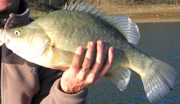 Illegal perch fishers cop hefty fines